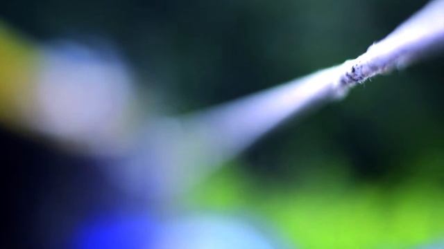 Nikon D5200 Video Test with Nikkor 50 mm lens смотреть онлайн