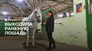 Выходила раненую лошадь