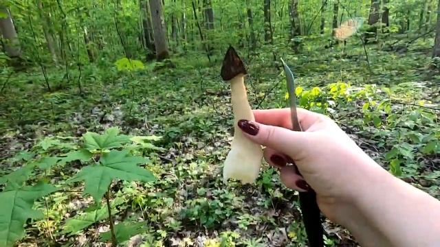 Сморчки пошли!!! Много!! Грибы в сметане. смотреть онлайн