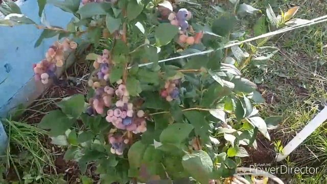 Муравьи в теплице!!Утро туманное! Обзор моего огорода на 9 августа 2019г.