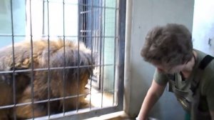 Кормление льва в Берлинском зоопарке