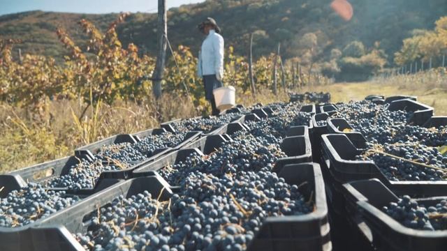 Barbale - Rtveli 2020 (Bolnisi, Kvemo Kartli, Georgia) смотреть онлайн