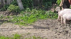 Поросята на свободном выгуле растут очень хорошо. Жизнь в деревне.