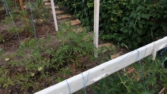 Подвязали помидоры. Японский метод подвязать томат. 1 июля 2021 г. смотреть онлайн