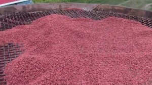 Готовим поле под посадку картофеля