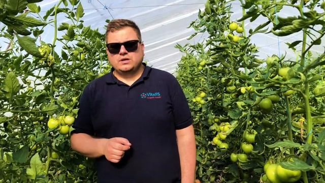 PinkShine F1 новый розовый томат от Enza Zaden смотреть онлайн