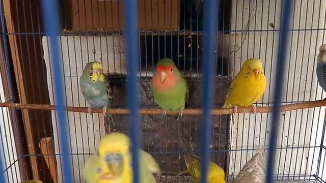 Неразлучник среди волнистых попугаев (поведение).. смотреть онлайн