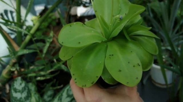 Насекомоядное растение. Жирянка. Экзотика