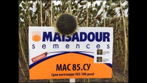 Майсадур семена подсолнечника Agrotime63 ru