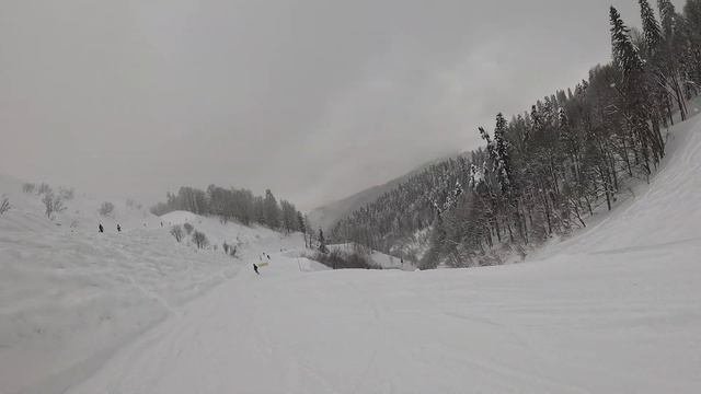 ЯВОР