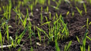 Сев озимой пшеницы 2021/ Система Cropwise/ Орошение. Строительство насосной станции/ День водителя