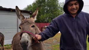 КАКОЙ РЕЗУЛЬТАТ ЦИПЕРИЛА ПРОТИВ НАСЕКОМЫХ КОРОВЫ