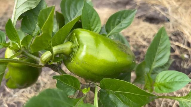 Перец вмиг заплодоносит, пойдёт в рост и позеленеет! Важная подкормка Перца в Июне! смотреть онлайн