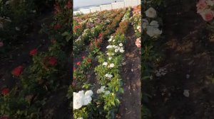 Первое цветение роз. Семейный питомник Звягинцевых