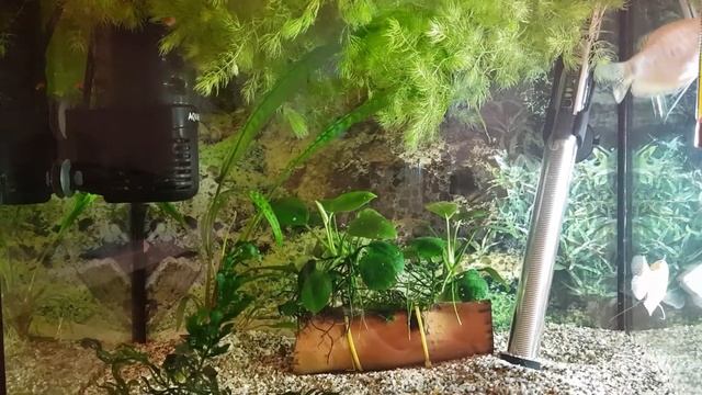 Интересные факты о нитеносцах смотреть онлайн