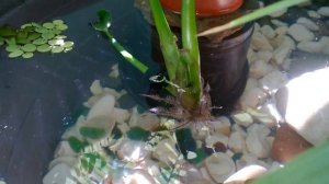 Водные растения: сальвиния, циперус, нимфея, пистия, водный гиацинт. Мини Пруд на террасе