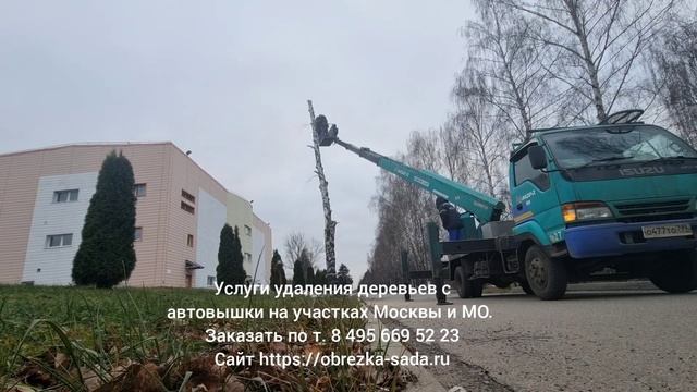 Услуги удаления деревьев с автовышки на участках Москвы и МО. Заказать по т. 8 495 669 52 23