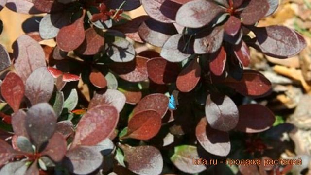 Барбарис тунберга Саммер Чоколэт ? обзор: как сажать, саженцы барбариса Саммер Чоколэт смотреть онлайн