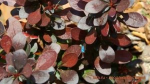 Барбарис тунберга Саммер Чоколэт ? обзор: как сажать, саженцы барбариса Саммер Чоколэт