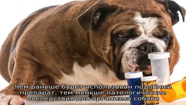 Отравление у собак