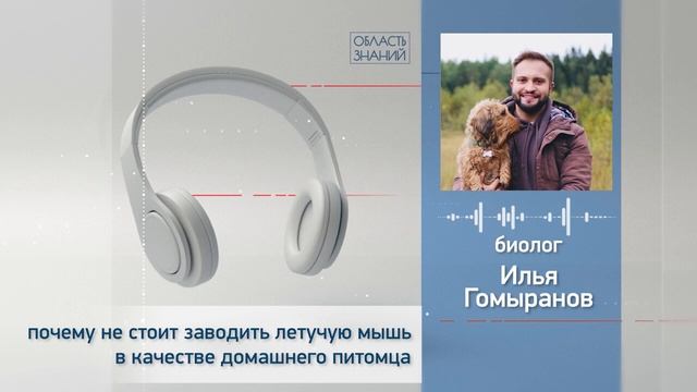 Почему не стоит заводить летучую мышь в качестве домашнего питомца? Рассказывает Илья Гомыранов