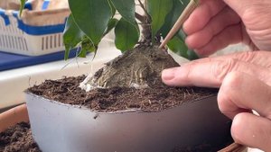 БОНСАЙ. ТЕХНИКА ВЫРАЩИВАНИЯ НА КАМНЕ. ВИДЕО №2