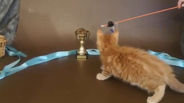 КОТ №39 1 ПОМЕТ НА БУКВУ Р от 18 12 19 смотреть онлайн