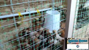 Почему цыплята затаптывают друг друга? Показываю как я решил эту проблему!