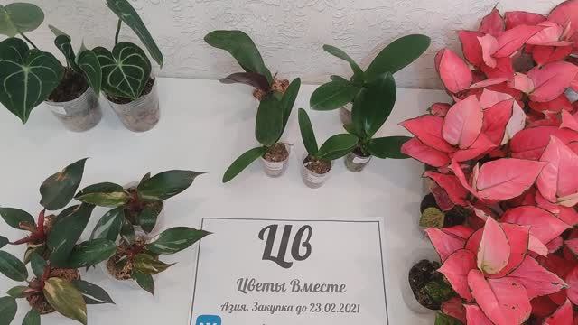 Приемка растений из Азии. Philodendron pink princess, Aglaonema, Anthurium clarinervium, Orchids