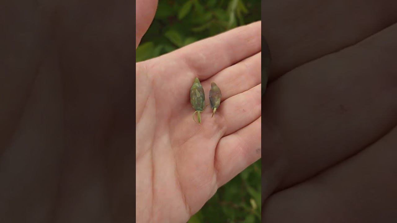 все завязи убило морозом ягод не будет смотреть онлайн