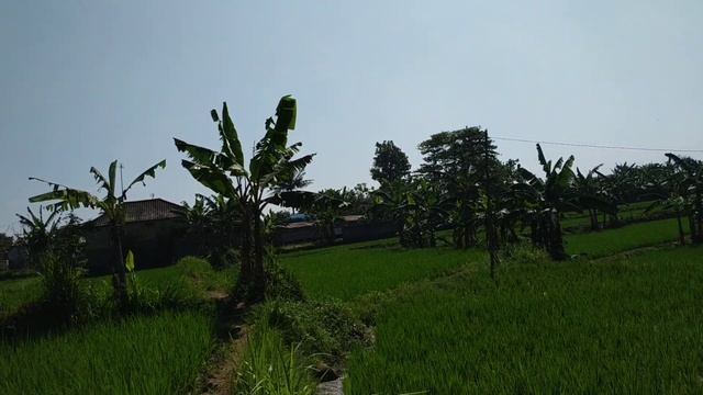 walking around the rice field in west java смотреть онлайн