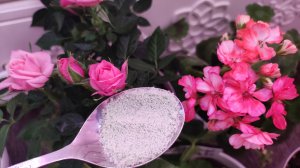 ВЫ НИКОГДА БОЛЬШЕ НЕ ПРИМЕНИТЕ ДРУГОЕ УДОБРЕНИЕ! 3 ЭФФЕКТИВНЫЕ ПОДКОРМКИ! УДИВИТЕЛЬНЫЙ РЕЗУЛЬТАТ!