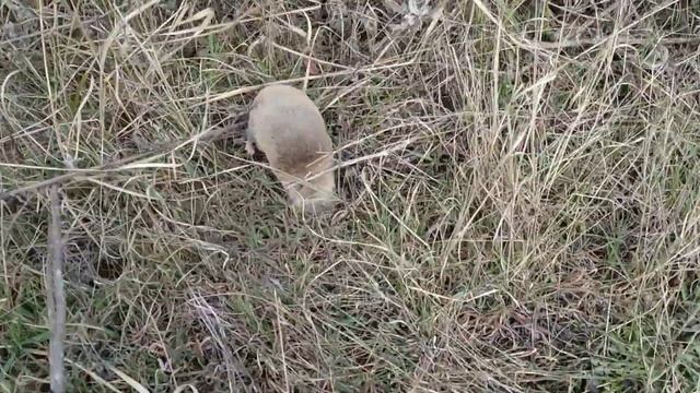 Как выглядит слепыш