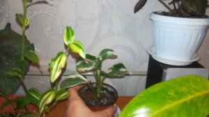 Бегонии с листа. Как я черенкую сингониумы ???