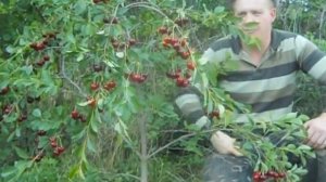 Карликовая вишня