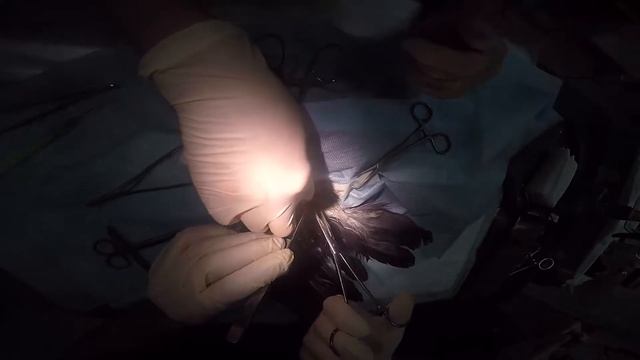 Пайпер. Ворона со сломанным крылом смотреть онлайн