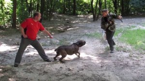 Работа кане-корсо.Защита.