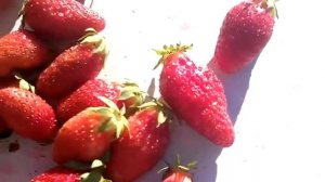 Земляника Солнечная полянка и Лорд
