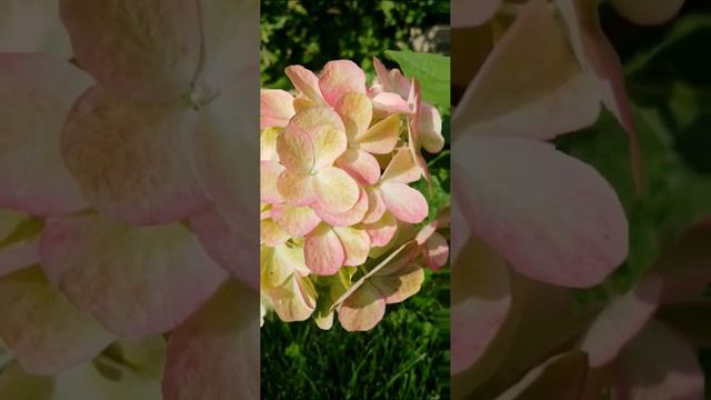 Метельчатая гортензия Бонфаер. Hydrangea paniculata Bonfire смотреть онлайн