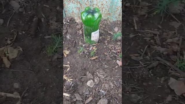 Результат укоренения, туи можжевельника тамарикса, выращивание из семян смотреть онлайн