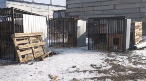 В саяногорском приюте «Кот и пёс» идет масштабное обновление на средства РУСАЛа