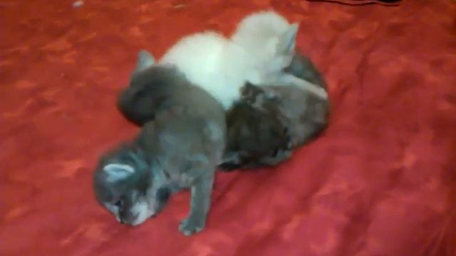 Лапы! смотреть онлайн