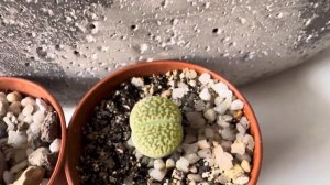 Литопсы/ Lithops. Обзор новых сортовых литопсов ? 13.07.2023.
