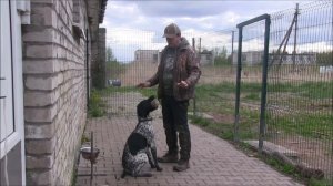 Подготовка легавой собаки 1