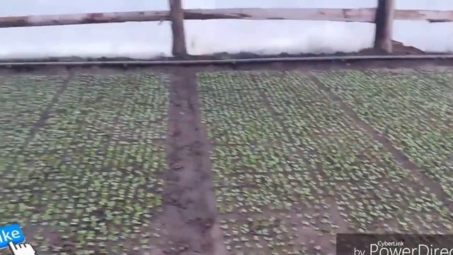 Посев редиса в арочную теплицу ! Seeding radish in an arched greenhouse! смотреть онлайн