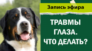 Травмы глаза. Что делать? | Советы ветеринара