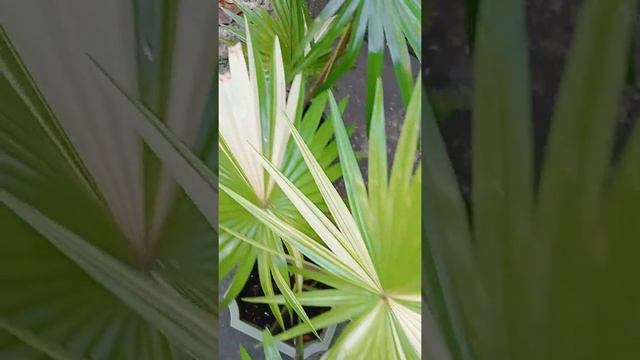 the most unique plants in the world's VARIEGATED ANAHAW ALBO