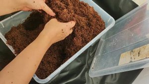 Новый грунт! торф UGRO кокосовый. Укоренение сансевиерии Металлика