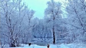 Падает снег  ? Сальваторе Адамо