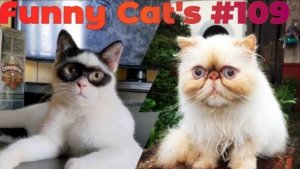 Смешные коты #109